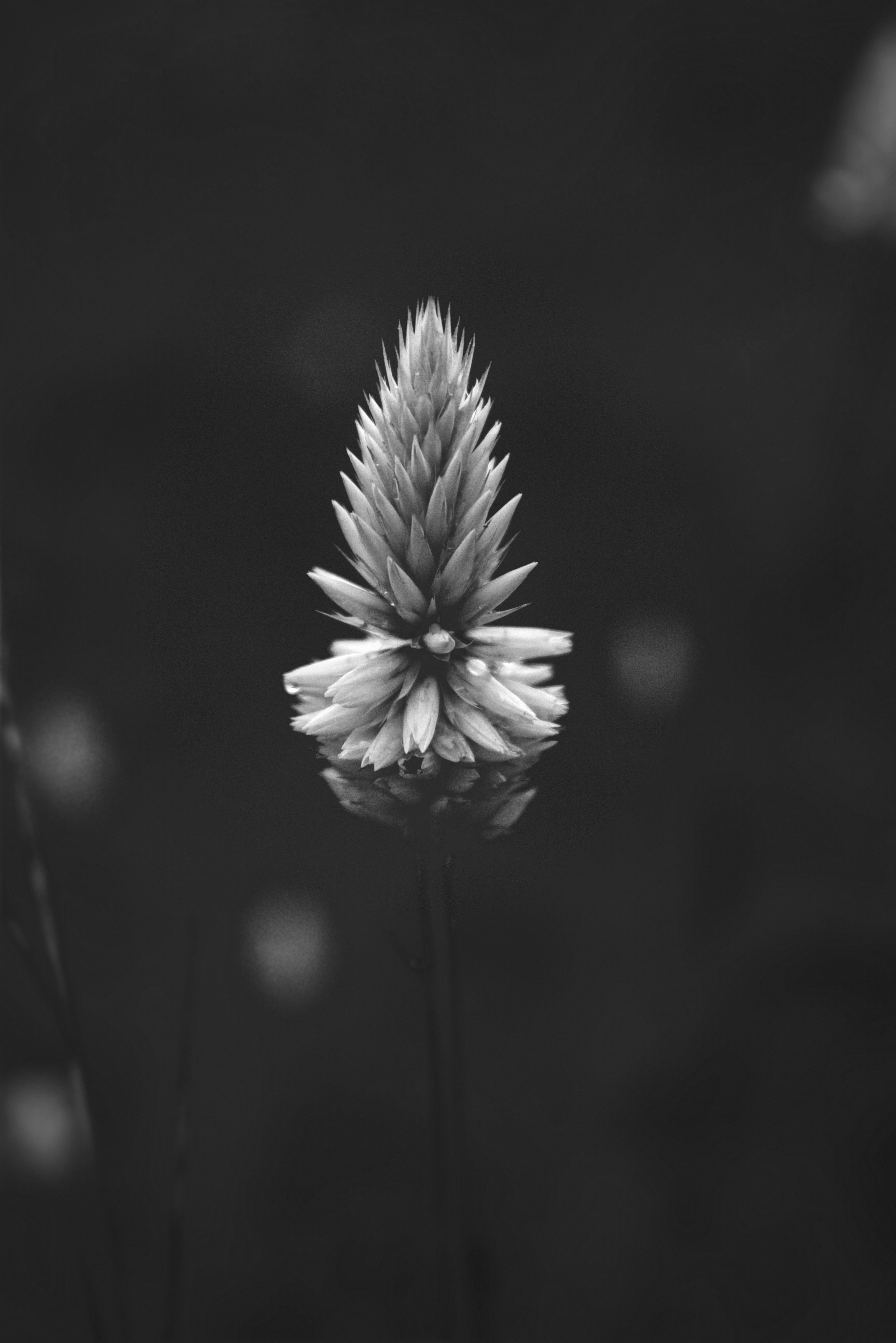 Photo by atomsmasher