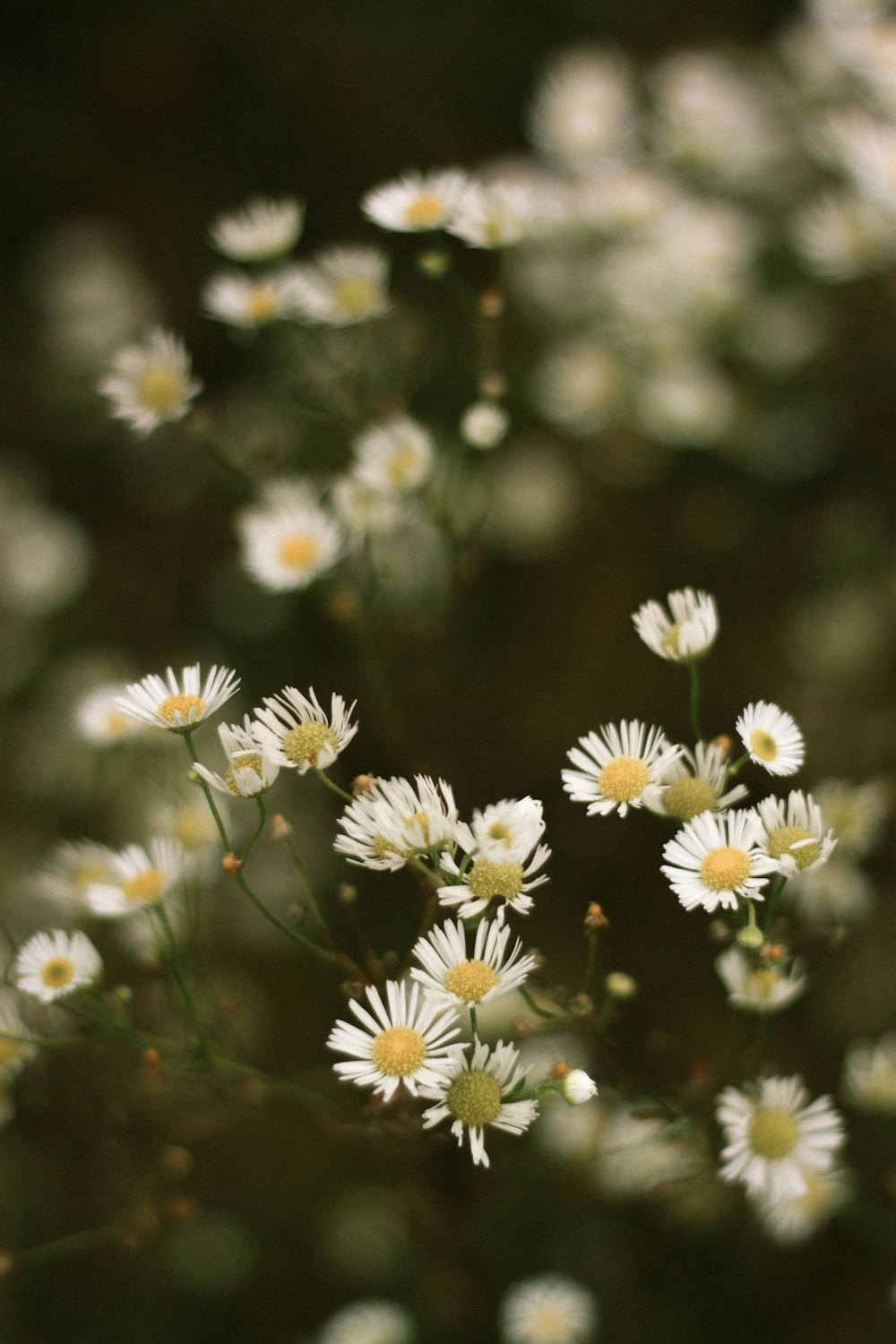 a bunch of white flowers that are in the grass