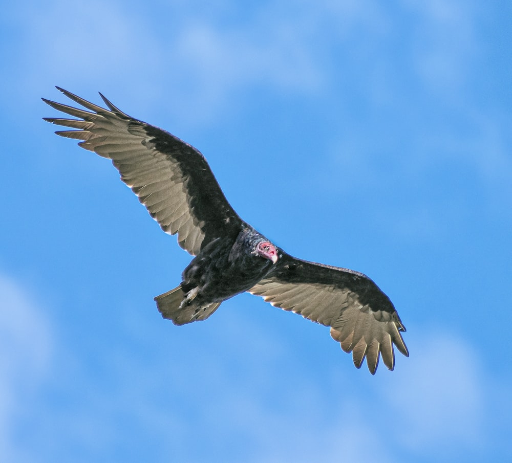 a large bird flying through a blue sky