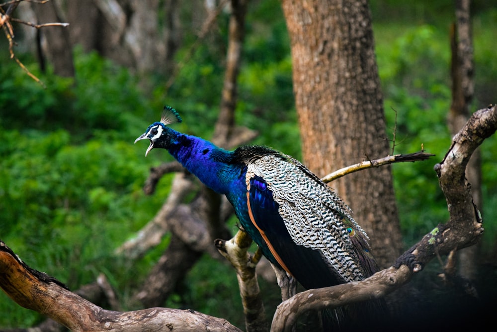 a peacock standing on a tree branch in a forest