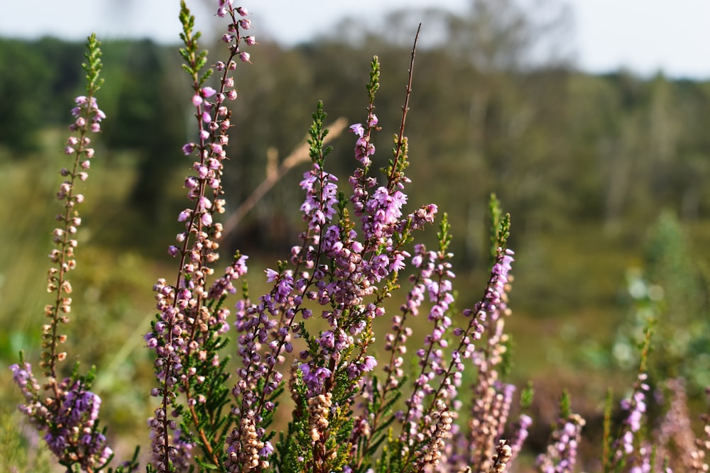 a field of purple flowers with trees in the background