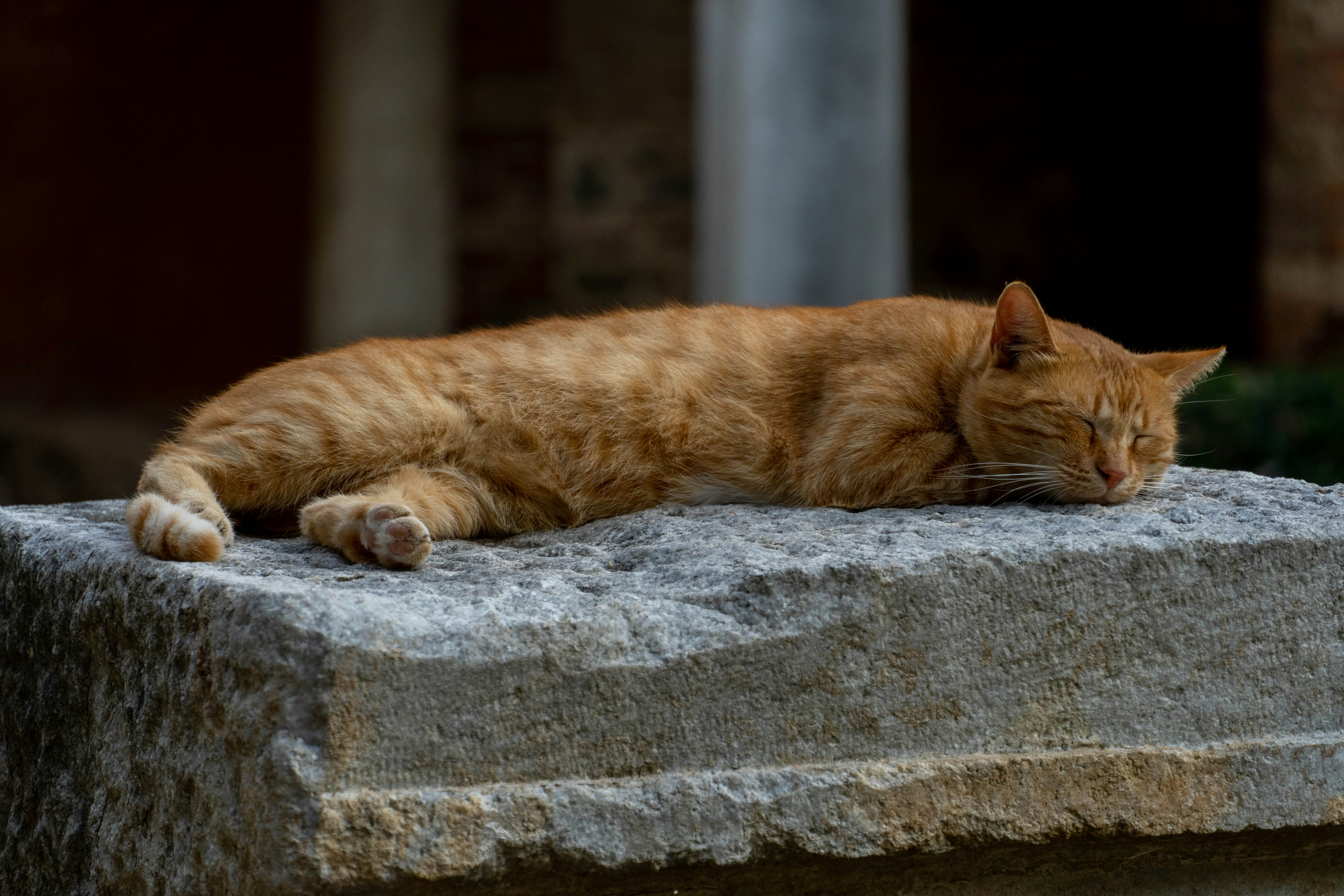 Photo by lostillusion