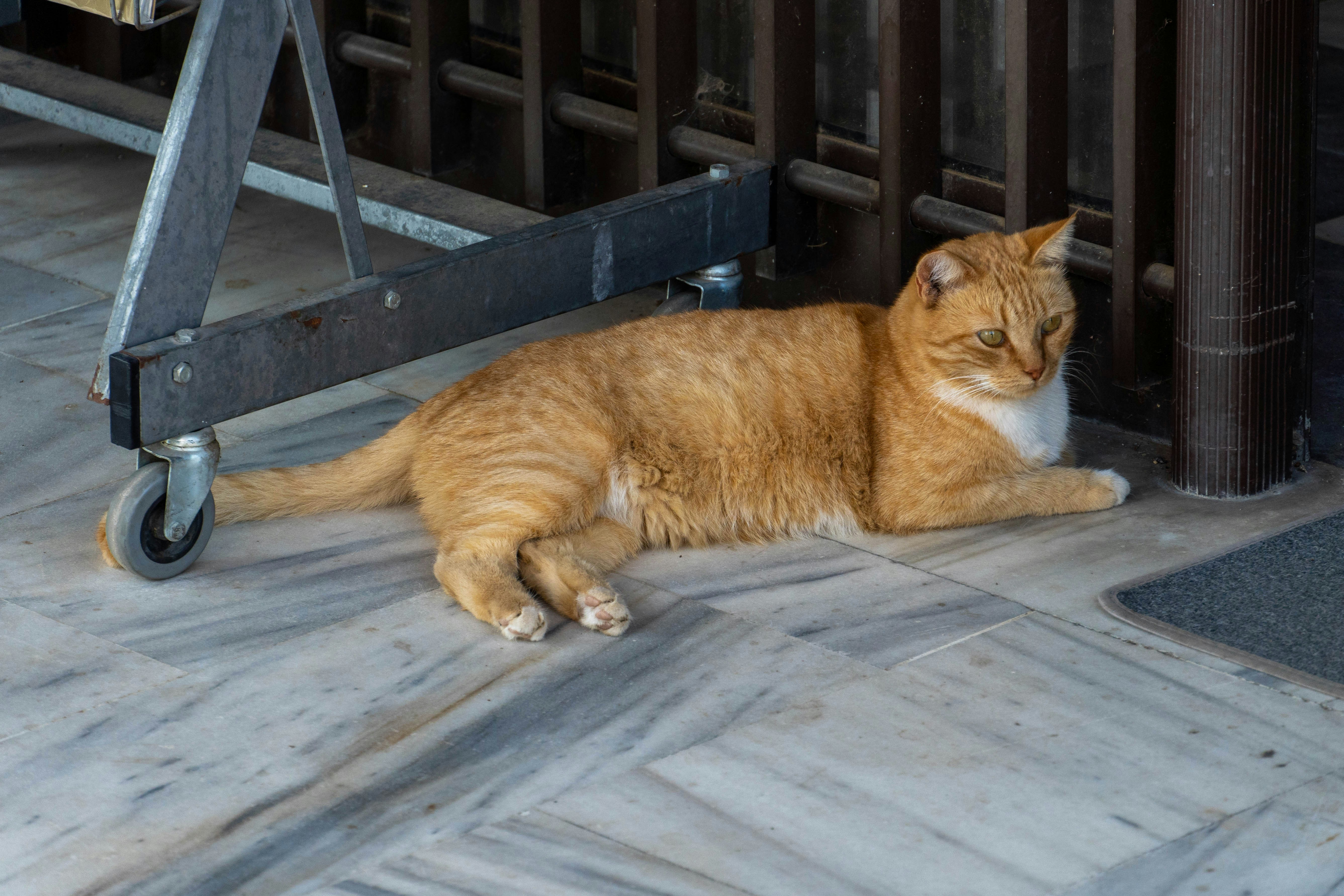 Photo by lostillusion