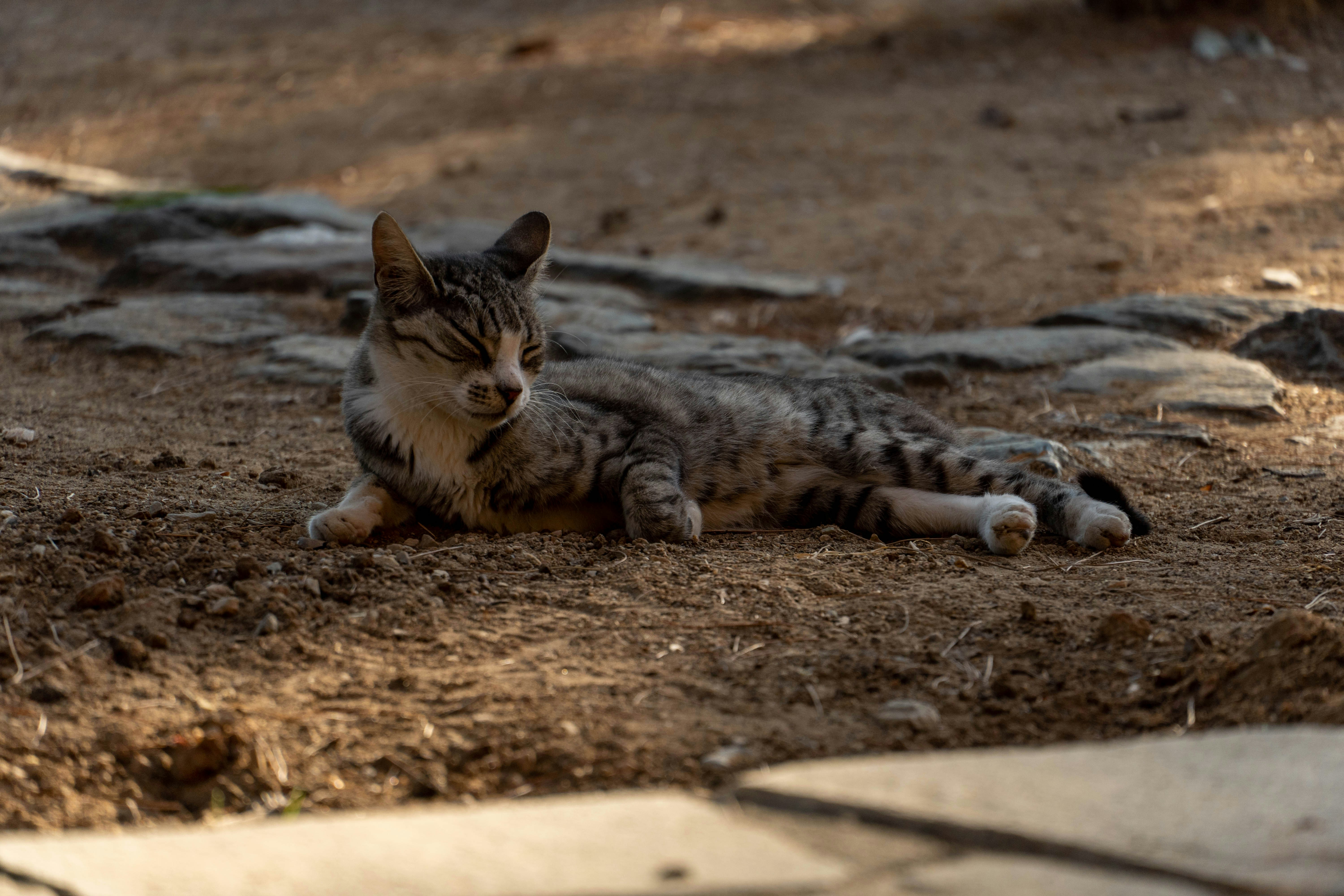 Photo by lostillusion