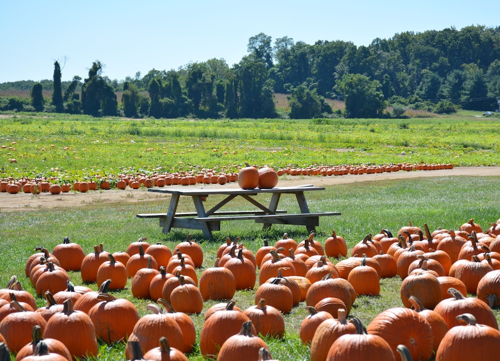 a field full of pumpkins with a picnic table in the middle