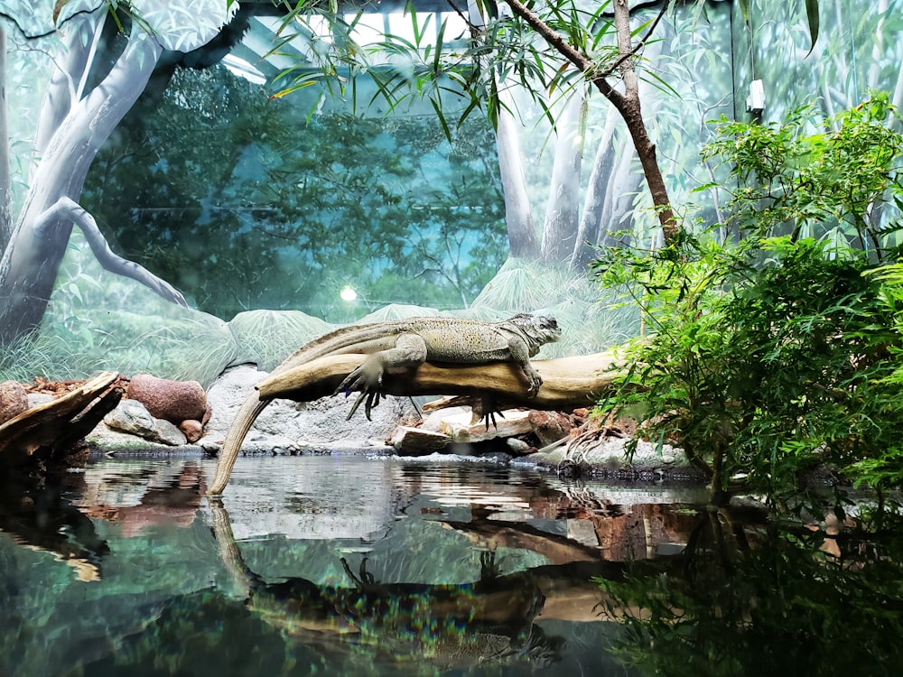 a large lizard sitting on top of a rock next to a body of water