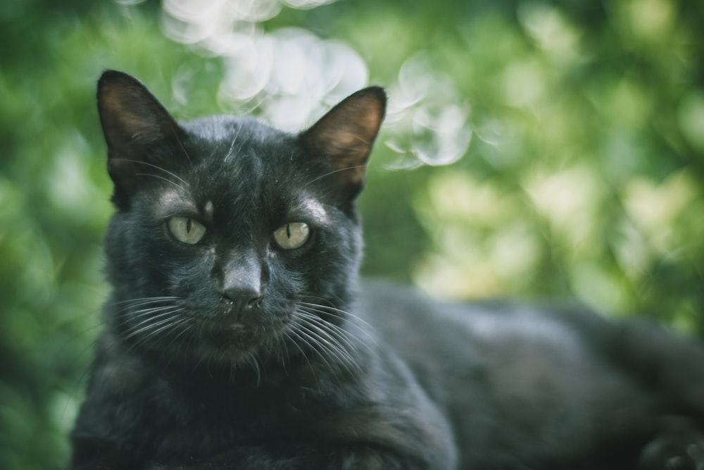 a black cat sitting on top of a wooden table