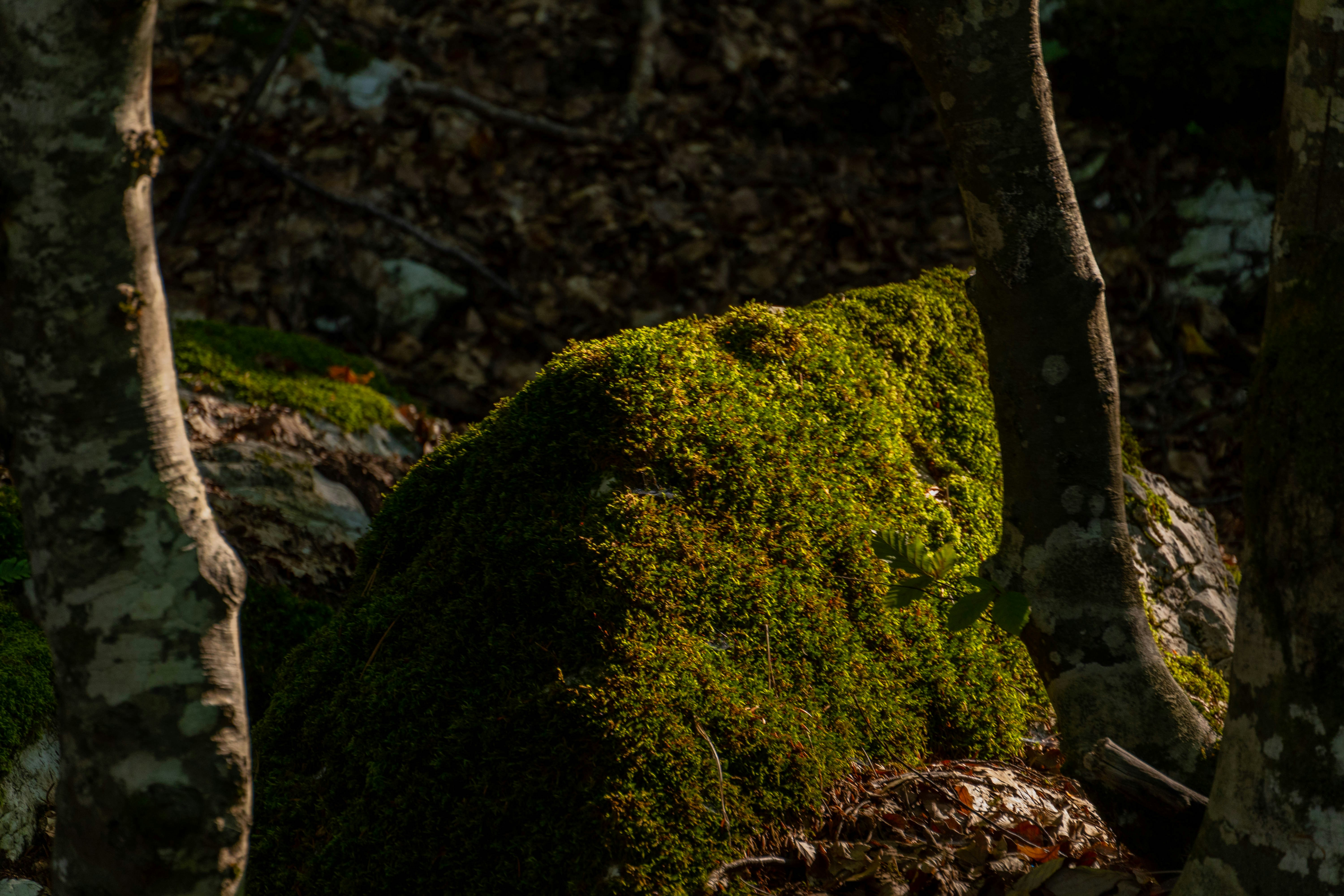 Photo by lostillusion