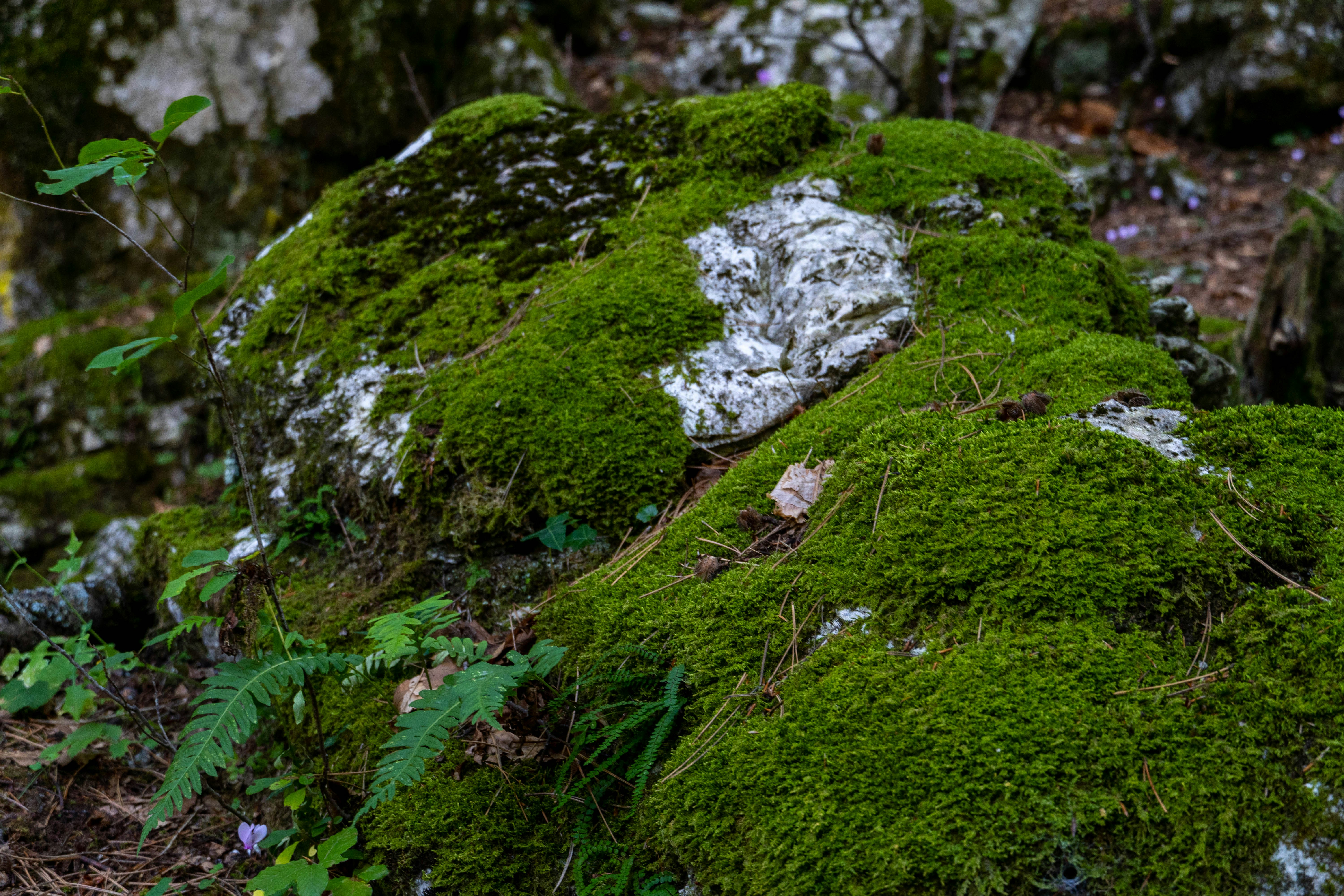 Photo by lostillusion