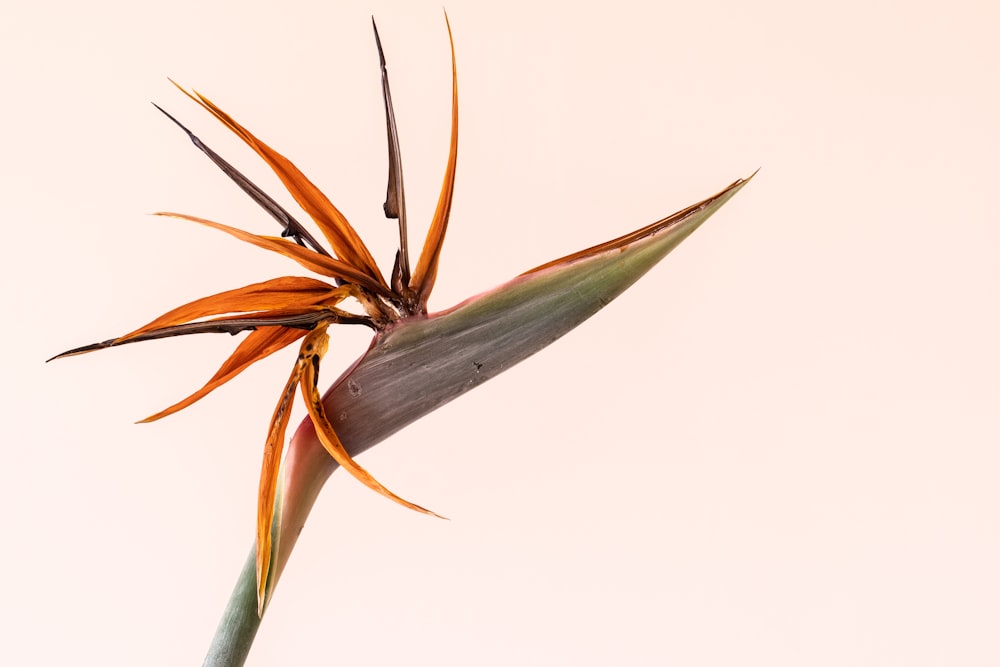 a bird of paradise flower with a white background