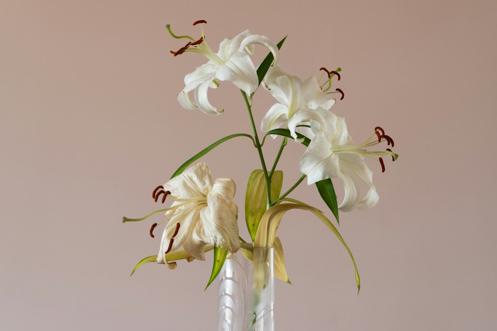 White Lily Grace