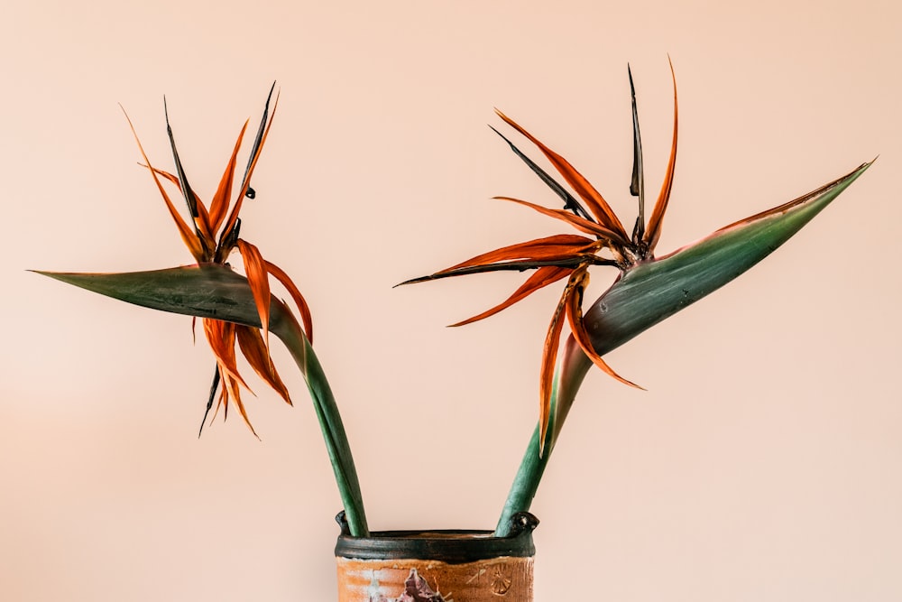 a couple of plants that are in a vase