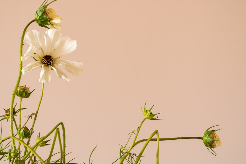 a close up of a flower with a pink background