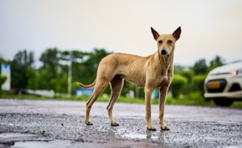 Indian pariah dog standing on top of a wet road