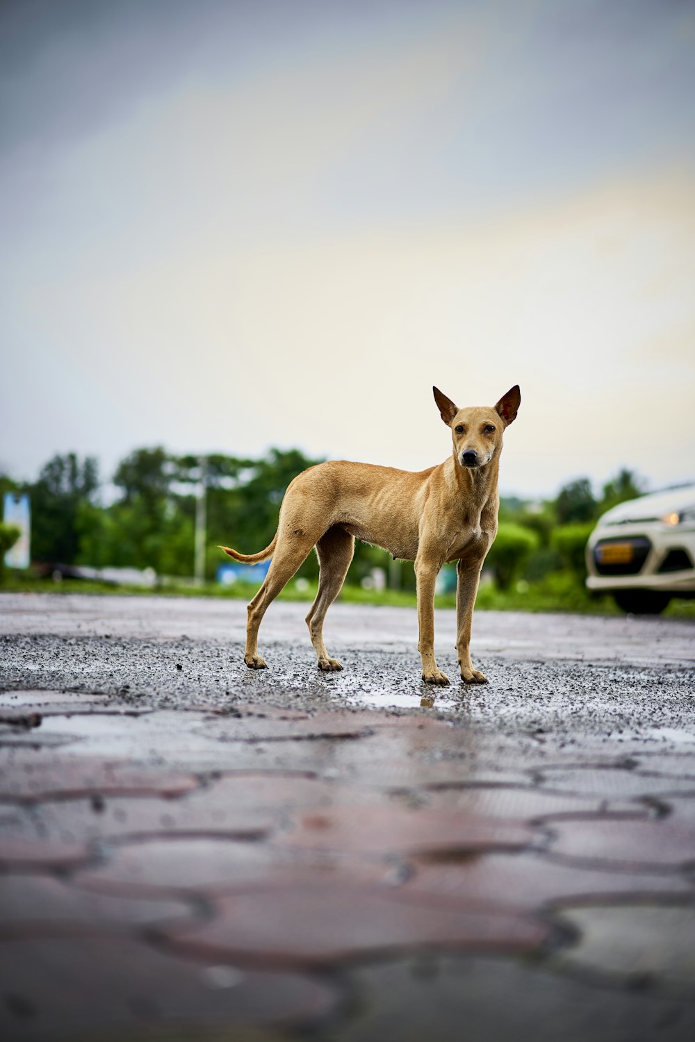 a brown dog standing on top of a wet road