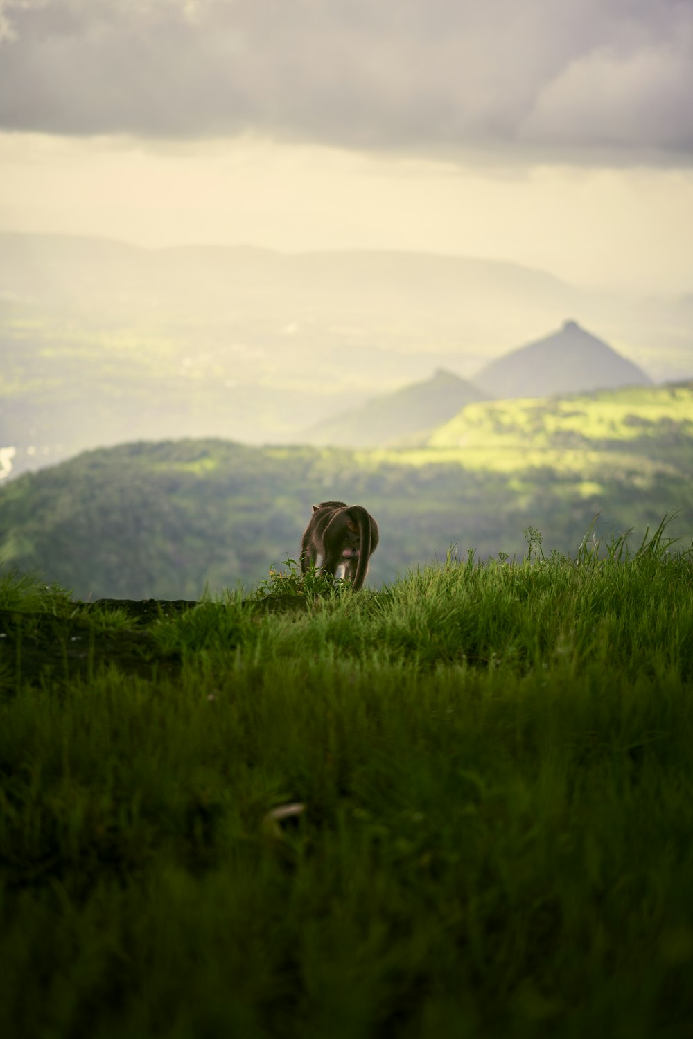 a cow standing on top of a lush green hillside