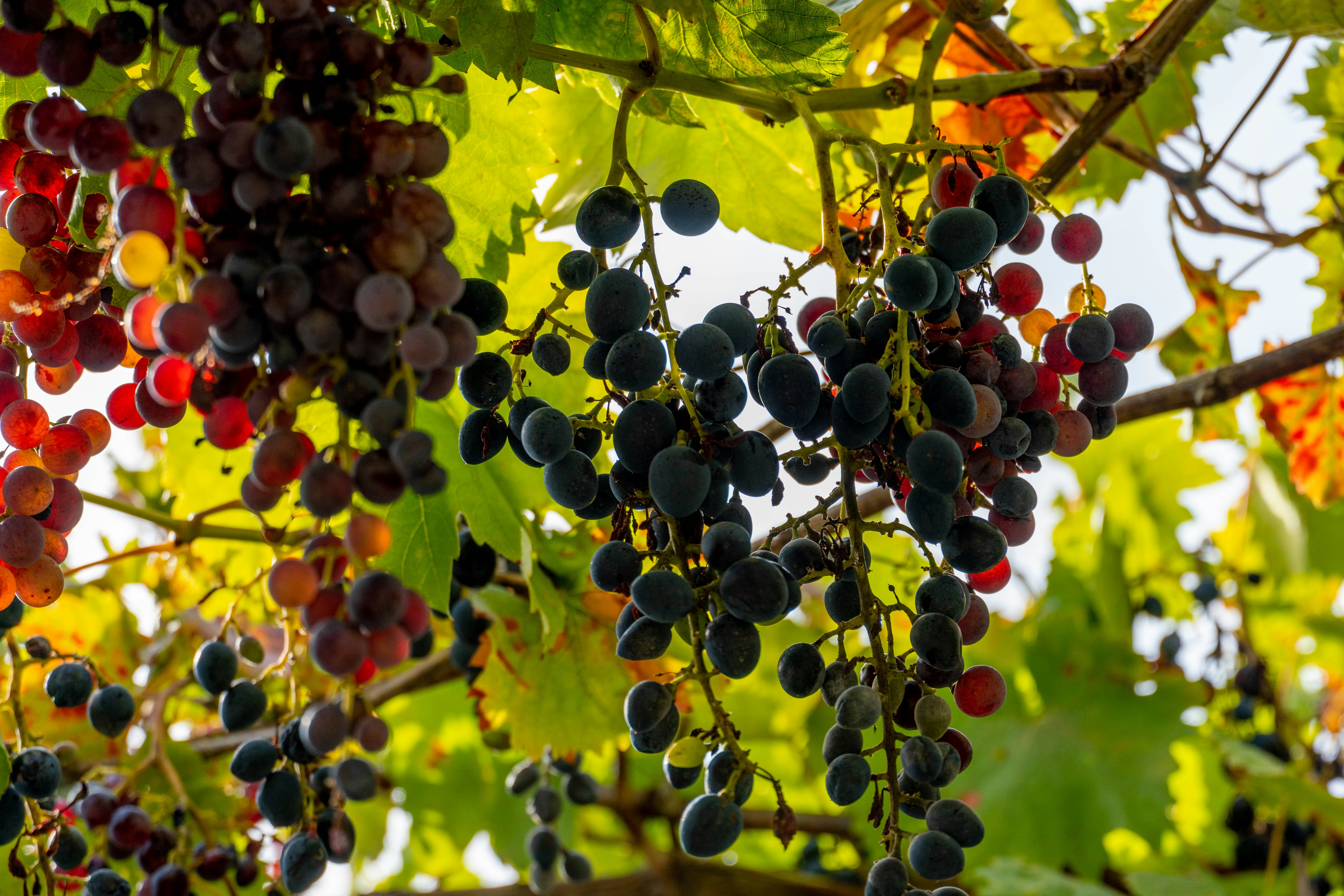 Photo by lostillusion