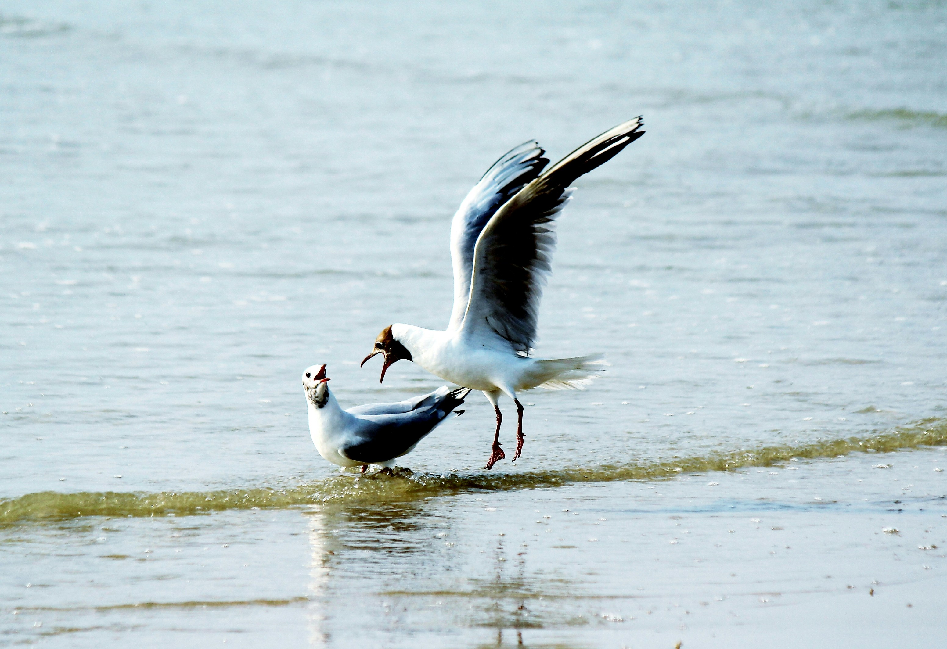 Photo by haim_charbit18