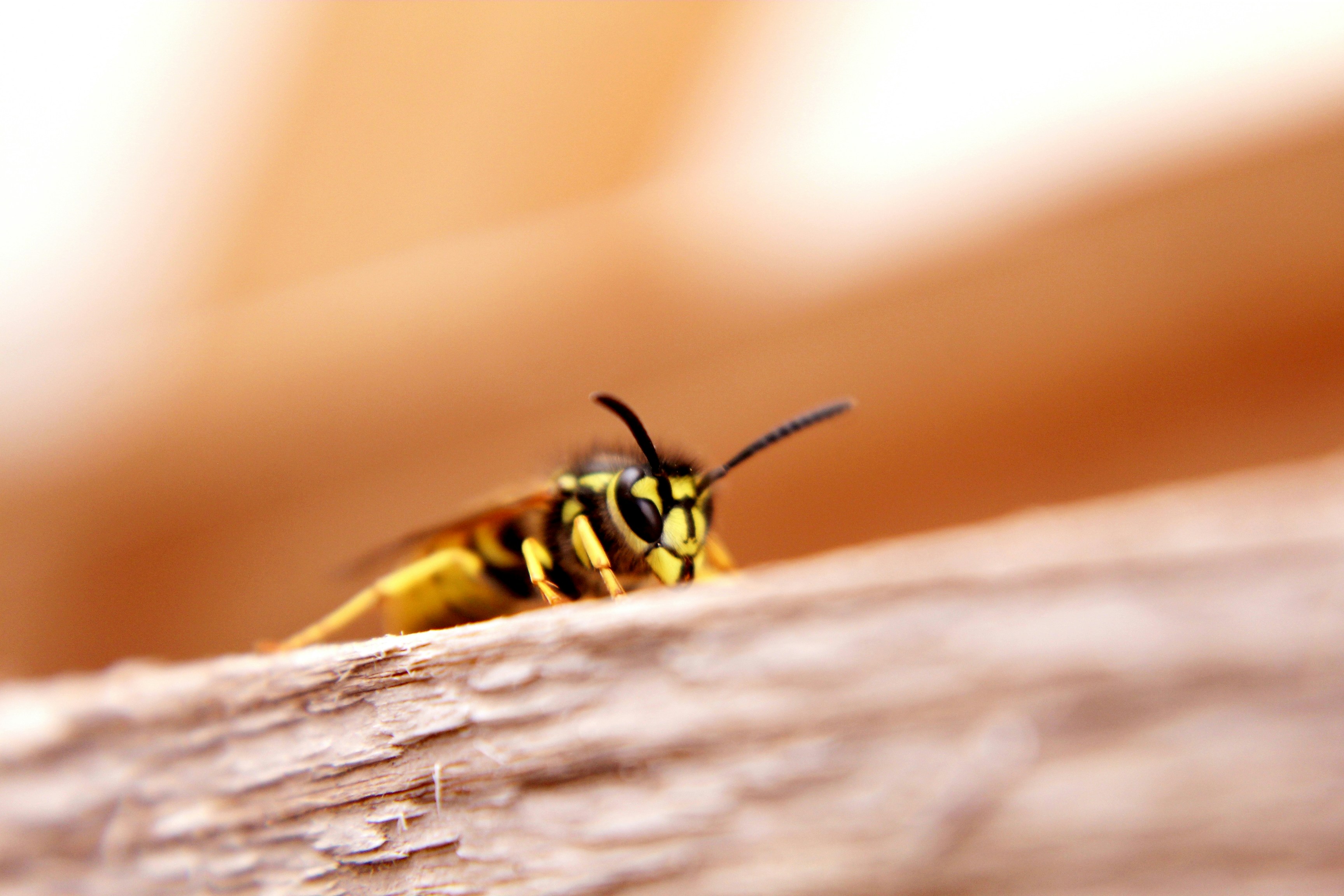 a close up of a bee on a piece of wood