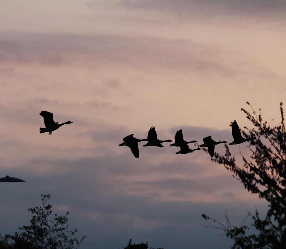 Una bandada de pájaros volando a través de un cielo nublado