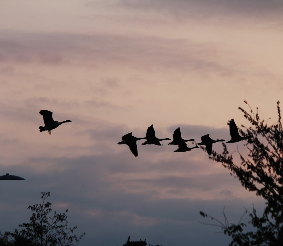 a flock of birds flying through a cloudy sky, Oies qui volent
