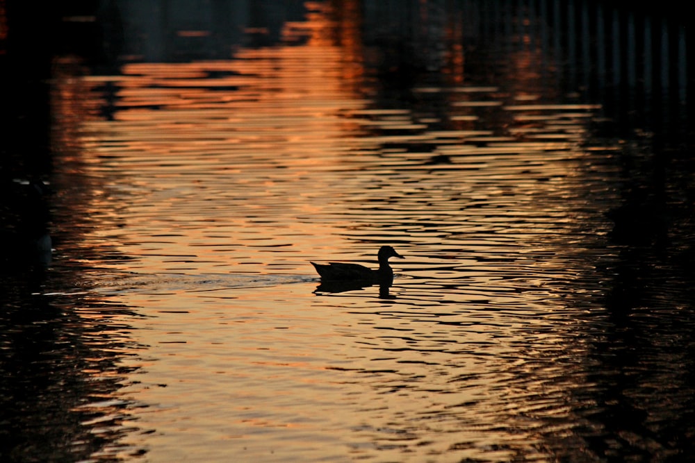 a duck floating on top of a body of water