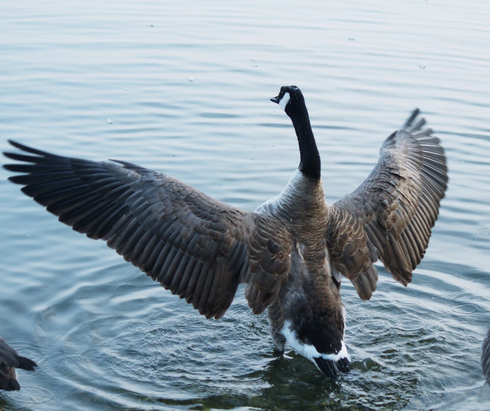 a goose flapping its wings in the water