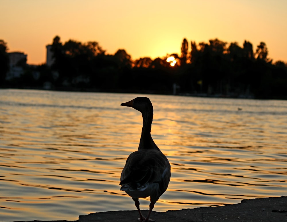 a duck standing on the edge of a body of water