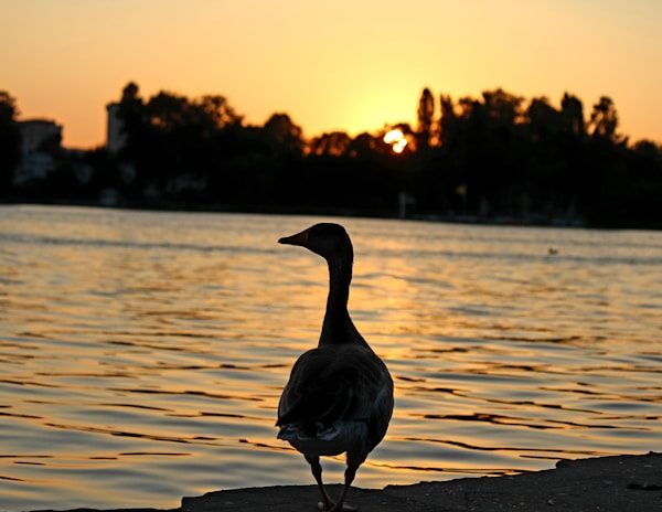 A duck standing on the edge of a body of water