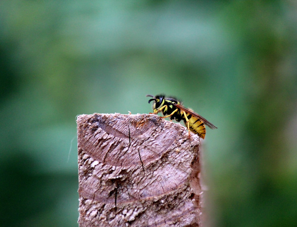 a bee sitting on top of a piece of wood