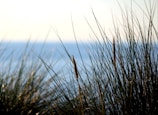 a close up of a plant with water in the background