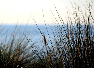 a close up of a plant with water in the background