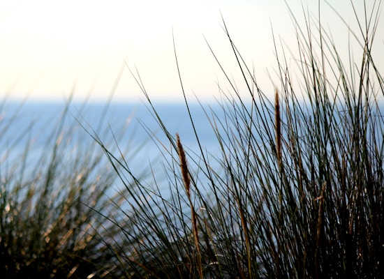 a close up of a plant with water in the background