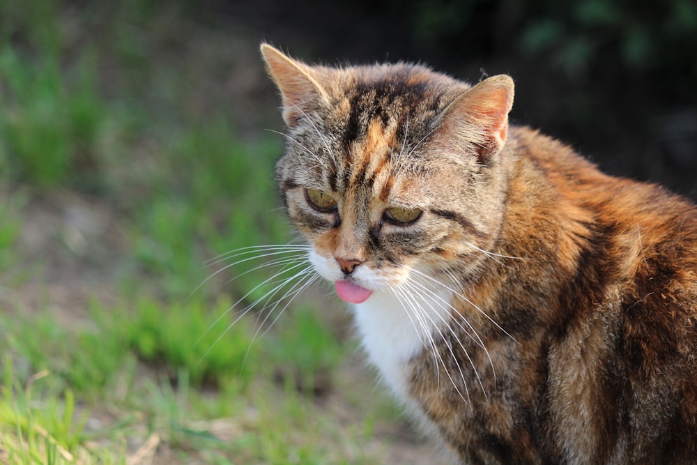 a cat with its tongue out standing in the grass