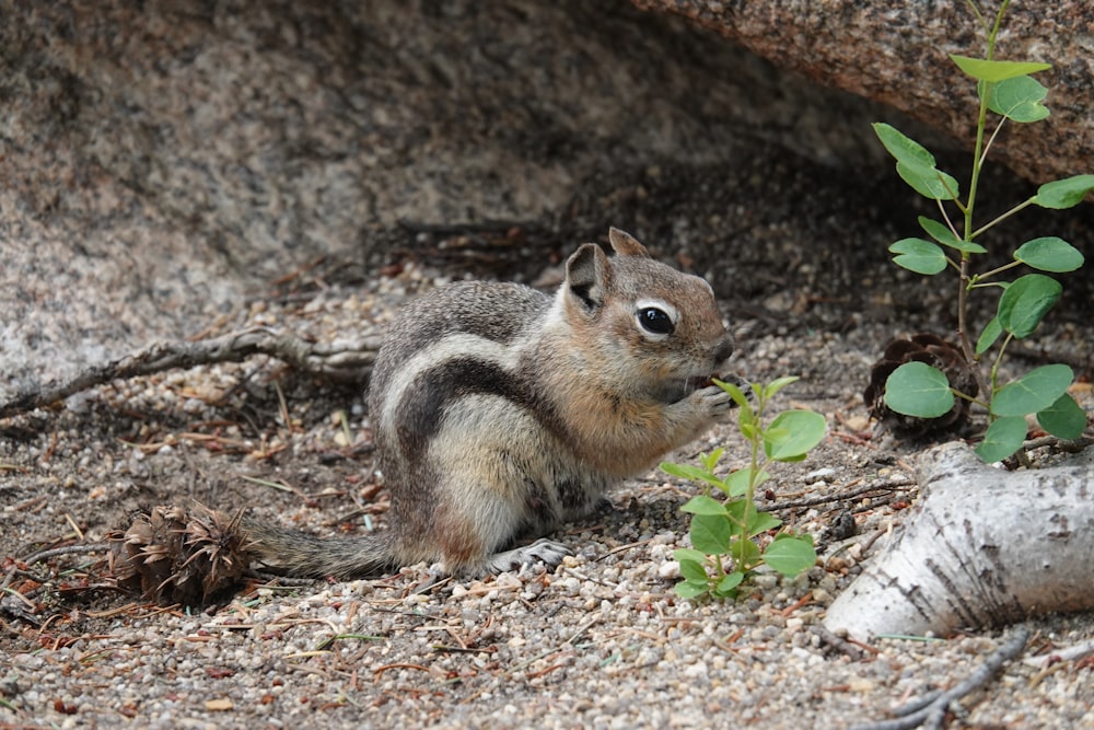 a small squirrel sitting on the ground next to a tree