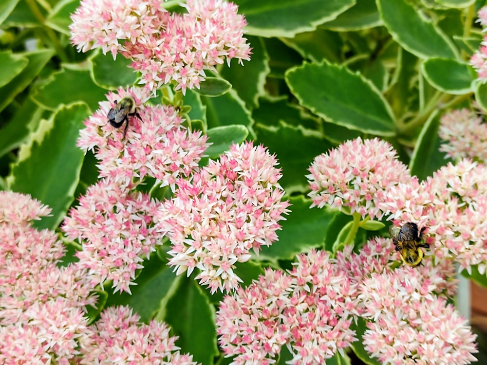 a couple of bees sitting on top of a pink flower
