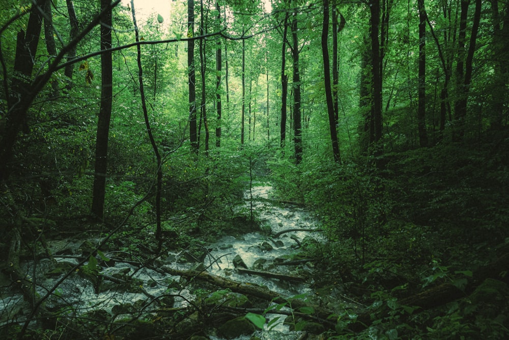 Linda imagem de um pequeno riacho em uma floresta verde exuberante banco de  imagens