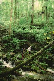 a couple of people walking across a lush green forest
