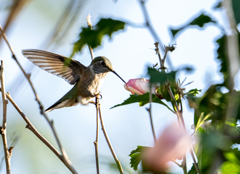 a hummingbird feeding on a flower in a tree