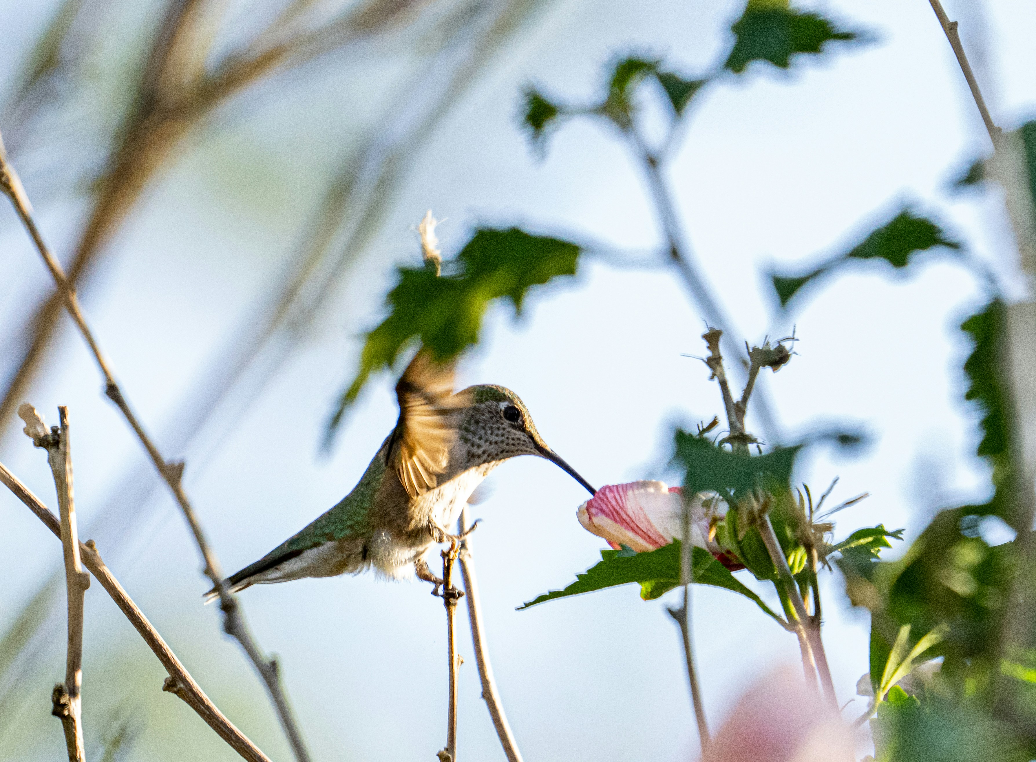 Gular Fluttering: The Throat Vibration Technique (image credits: unsplash)