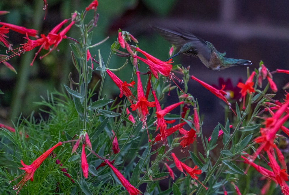 a hummingbird flying over a bunch of red flowers