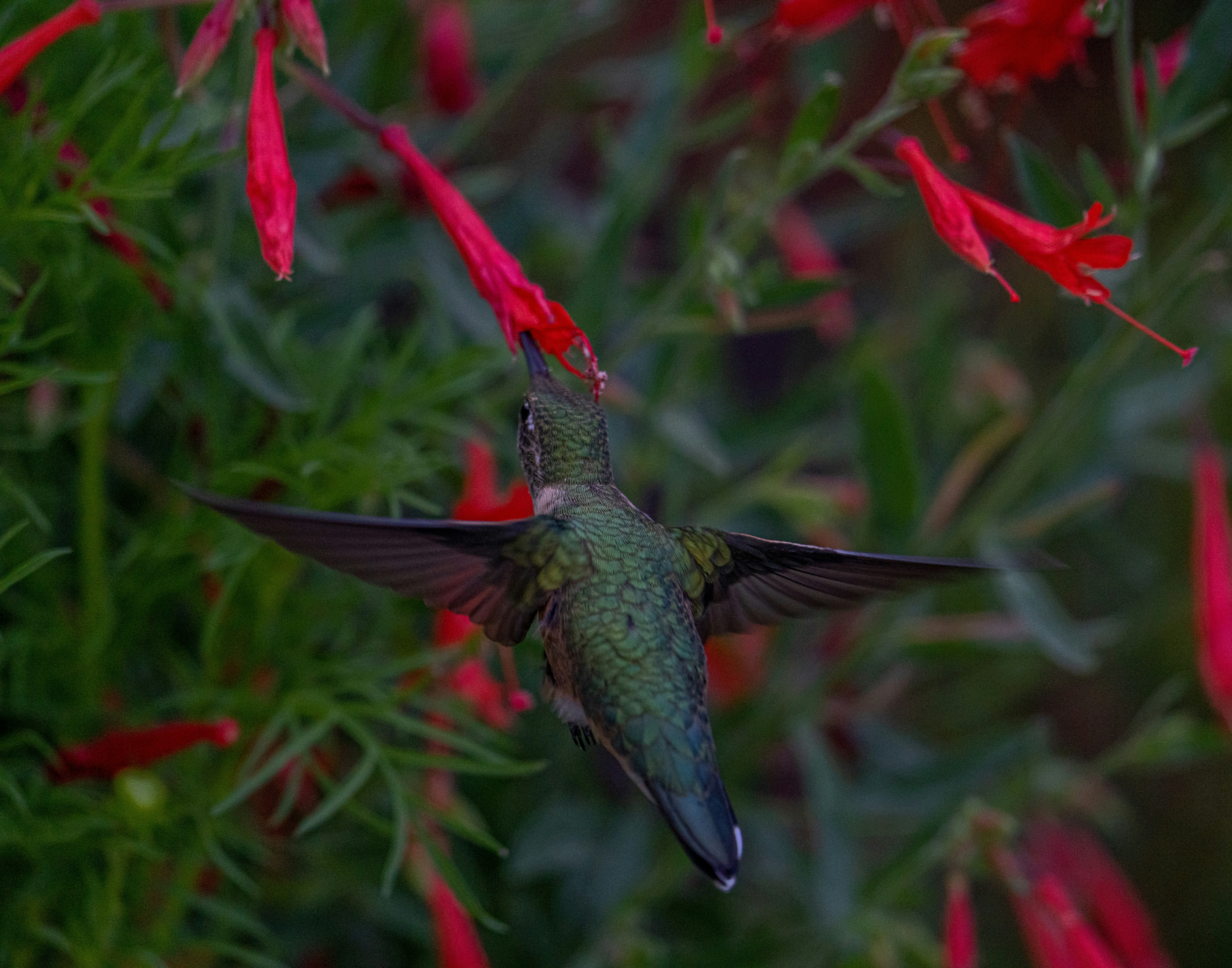 Hummingbird feeding on a red tubular flower in an urban garden