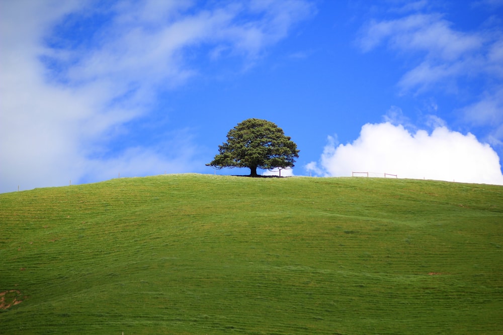 a lone tree on a grassy hill under a blue sky