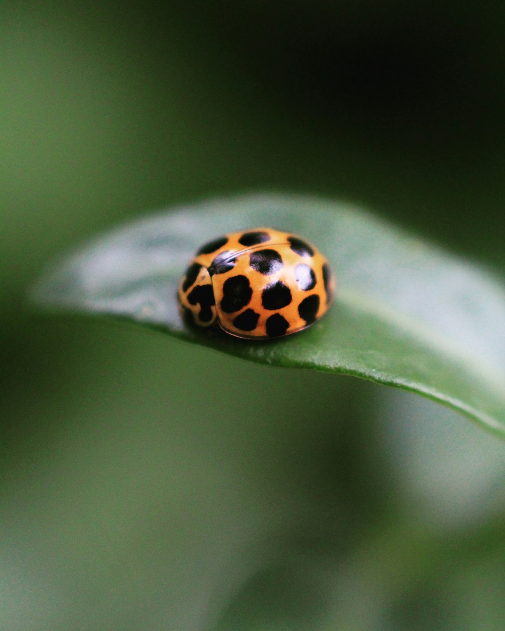 a lady bug sitting on top of a green leaf