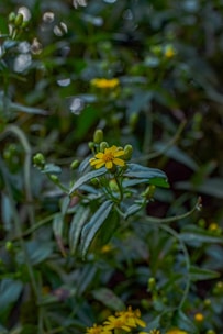 a close up of a yellow flower on a plant