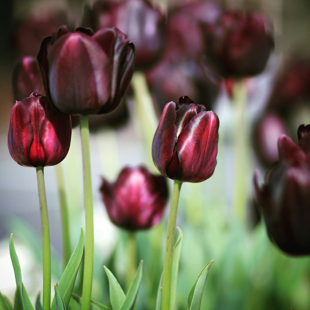 a close up of a bunch of purple flowers