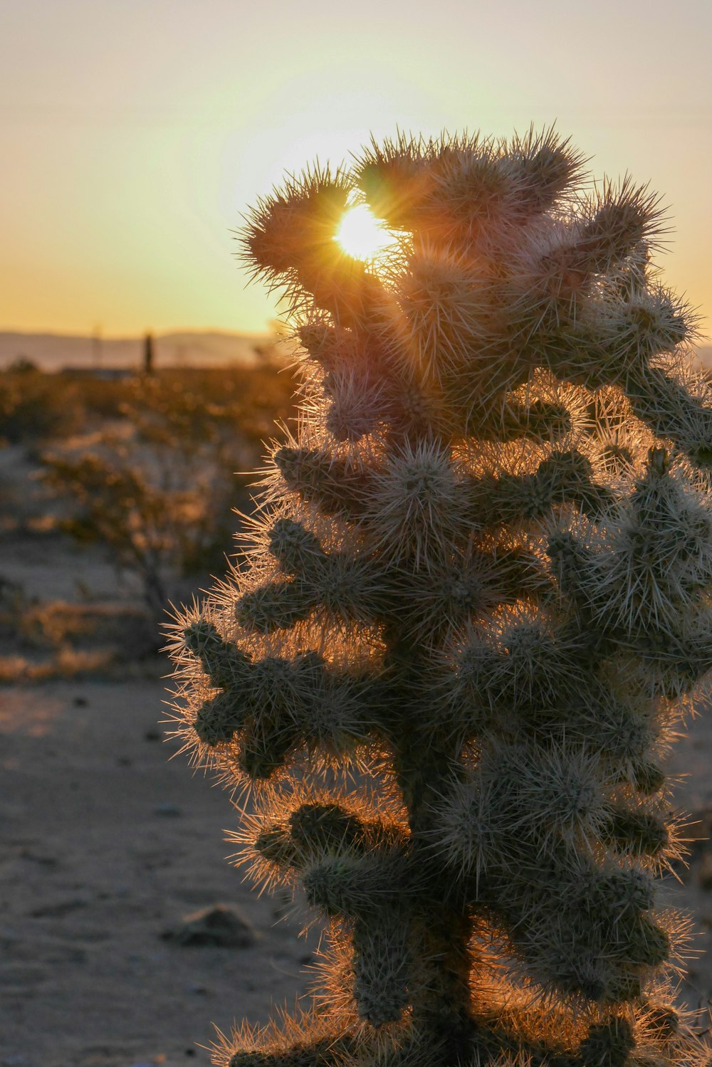 a cactus plant with the sun setting in the background