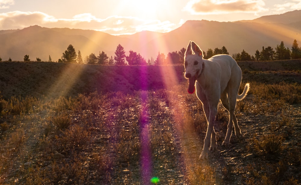 a white horse standing on top of a grass covered field