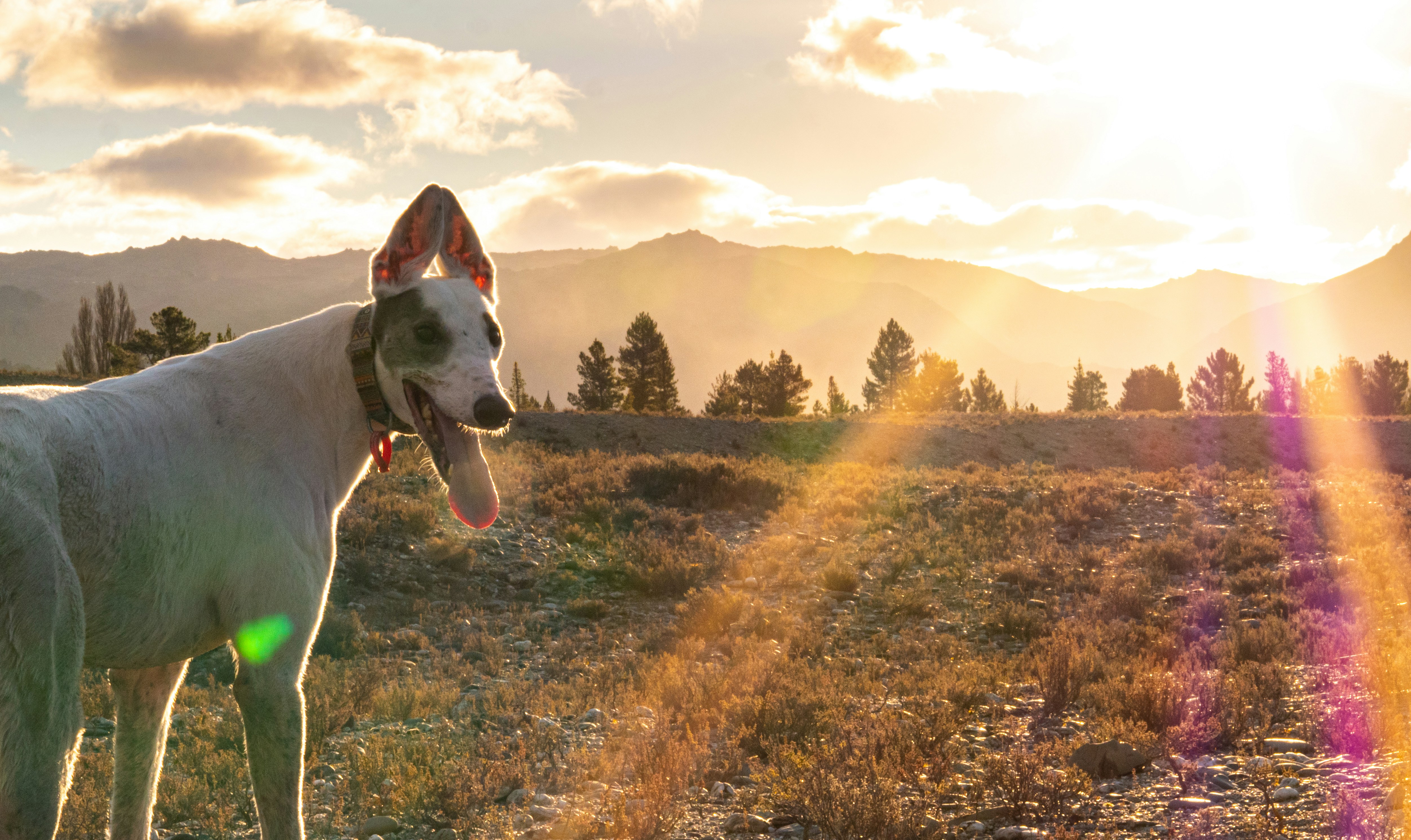 a dog standing in a field with mountains in the background