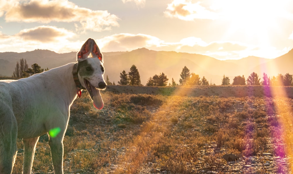 a dog standing in a field with mountains in the background